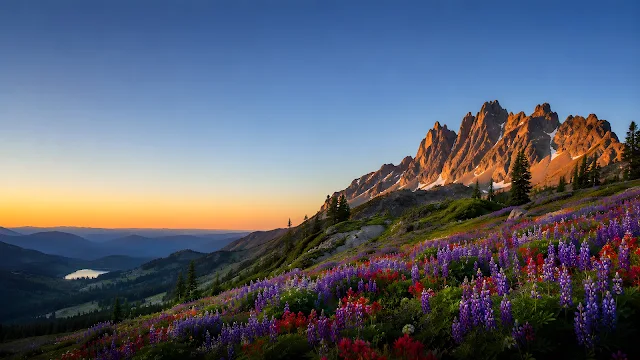 A field of purple lupine flowers blooming in a meadow beneath orange-lit rocky mountain peaks under a clear blue sky.