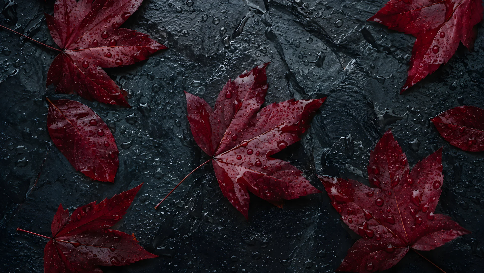 Red autumn maple leaves with raindrops scattered on dark slate rock - Free 4K desktop Wallpaper