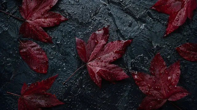Deep red Japanese maple leaves covered in water drops resting on a wet dark slate rock background.