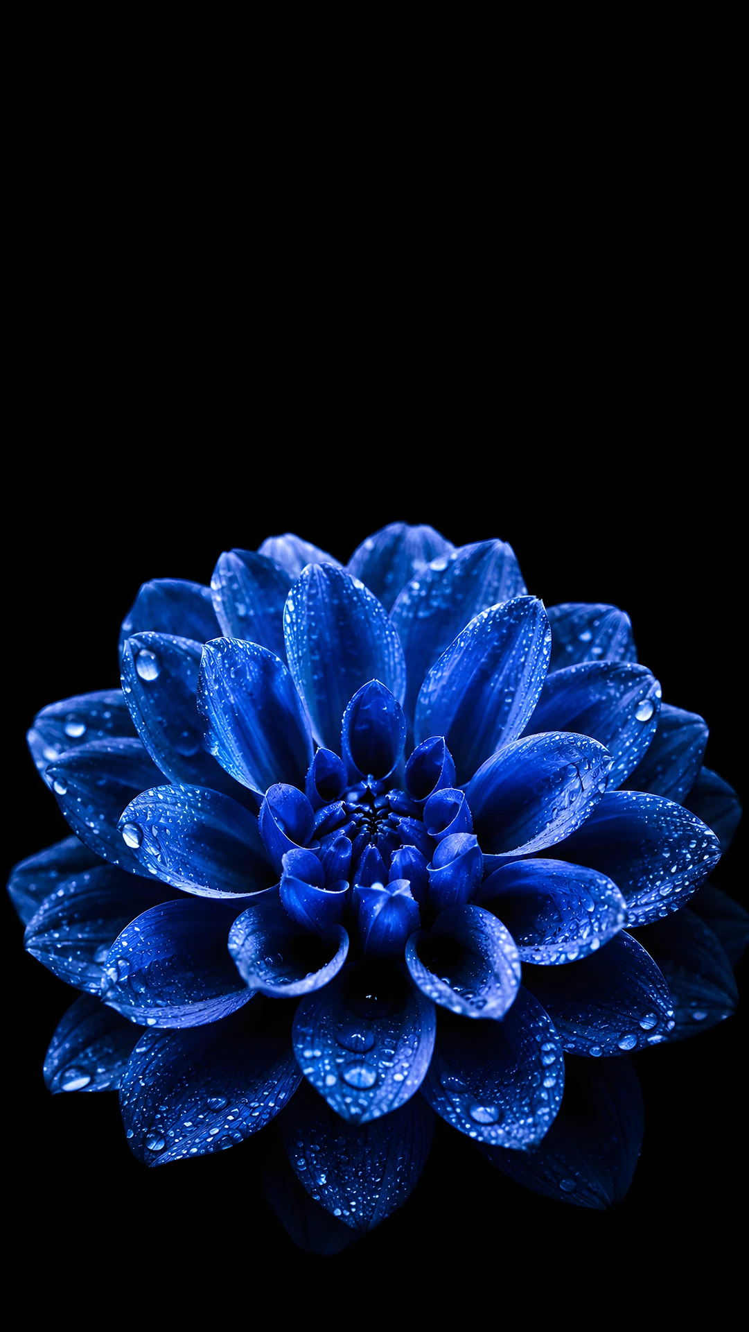 Sapphire Blue Flower With Dew on Black - Free 4K mobile Wallpaper