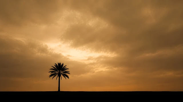 Dark silhouette of a single palm tree on a hill ridge against a warm sepia glowing sky.