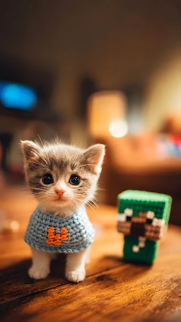 Tiny gray and white kitten wearing a blue crocheted sweater sitting on a warm wooden table.