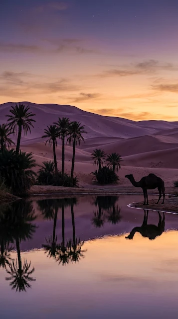 Solitary Camel and Palm Trees Oasis at Sunset Landscape - Free 4K & 8K mobile Wallpaper