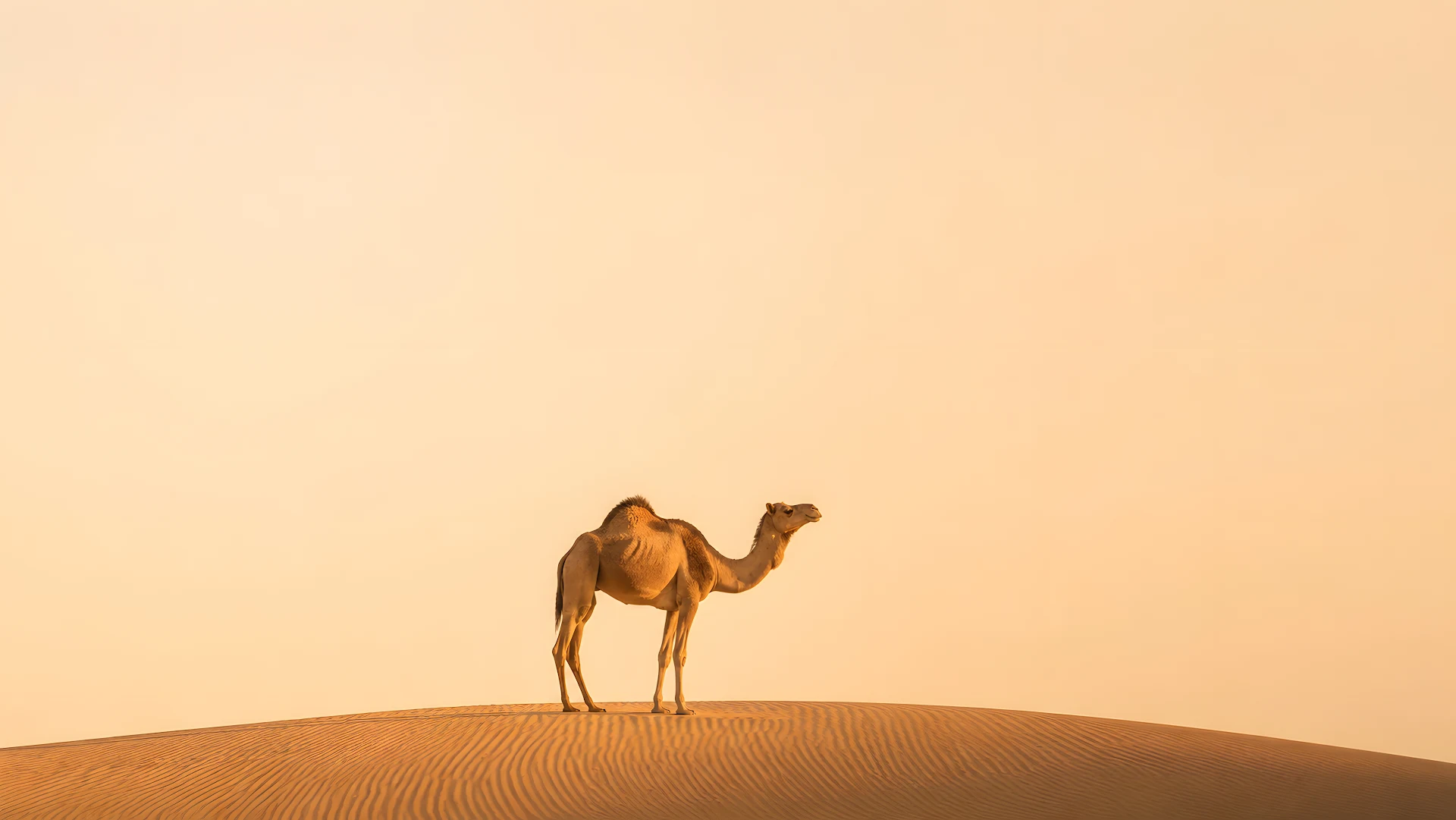 Solitary camel standing on a golden sand dune at sunrise - Free 4K desktop Wallpaper