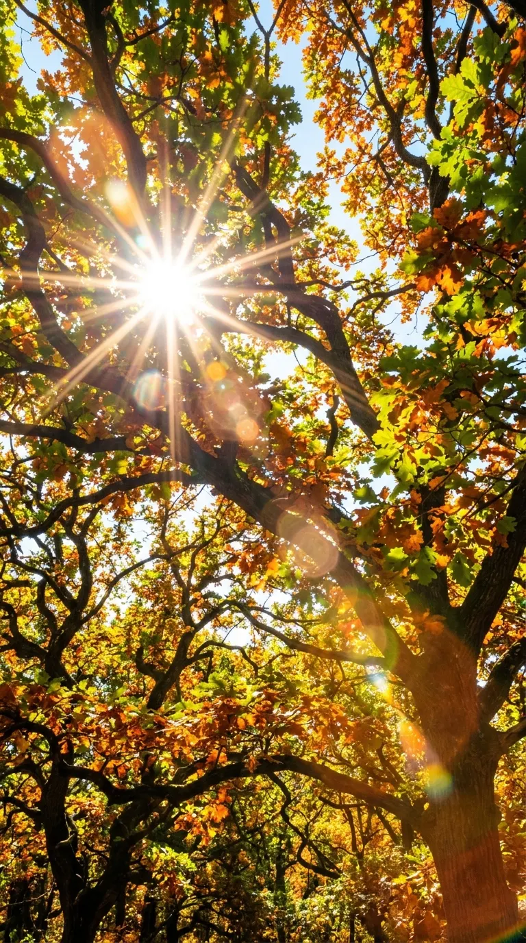 Sun Rays and Lens Flare Through Green and Gold Oak Leaves - Free 8K and 4K mobile Wallpaper Background