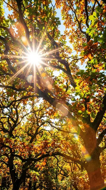 Sun Rays and Lens Flare Through Green and Gold Oak Leaves - Free 4K & 8K mobile Wallpaper