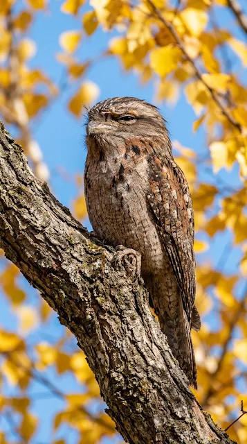 Tawny Frogmouth Bird Camouflaged on an Autumn Tree Branch - Free 4K & 8K mobile Wallpaper