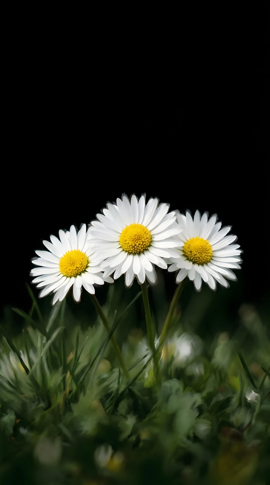 Three White Daisies In Grass Isolated On Black Background - Free 4K mobile Wallpaper