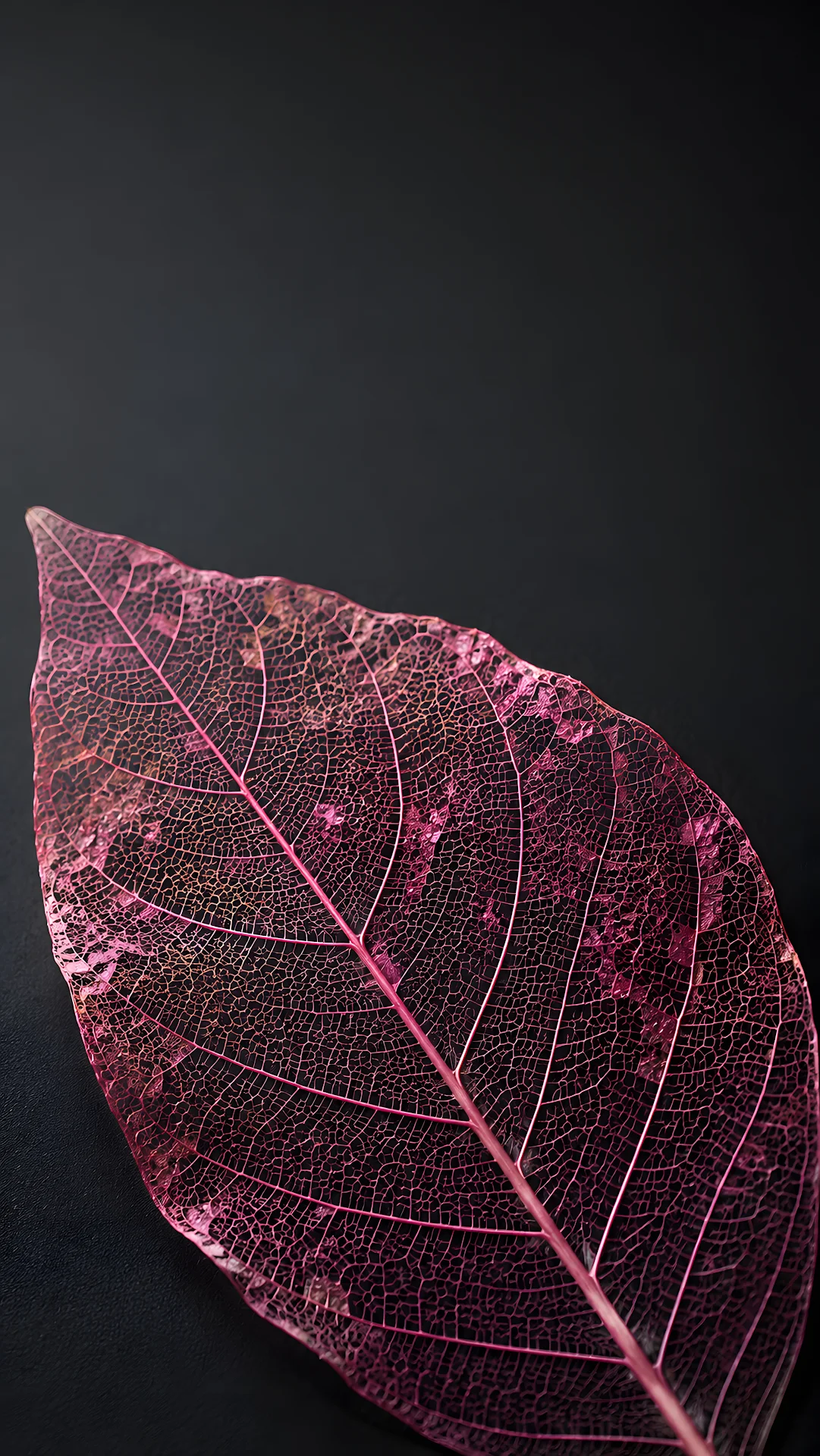 Translucent Pink Skeleton Leaf on Dark Charcoal - Free 4K mobile Wallpaper