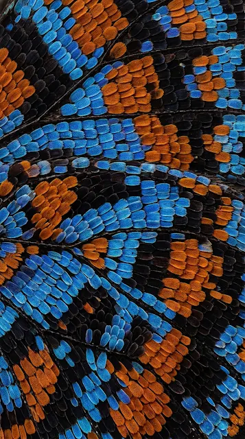 Ultra Macro Photo of Vibrant Butterfly Wing Scales - Free 4K & 8K mobile Wallpaper