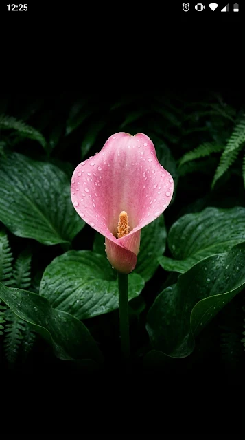 Vibrant Pink Calla Lily with Dewdrops in Moody Forest Greens - Free 4K & 8K mobile Wallpaper