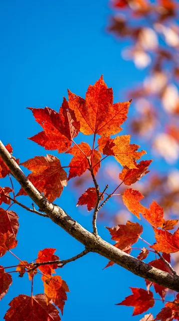 Vibrant Red Maple Leaves Against a Clear Blue Sky - Free 4K & 8K mobile Wallpaper