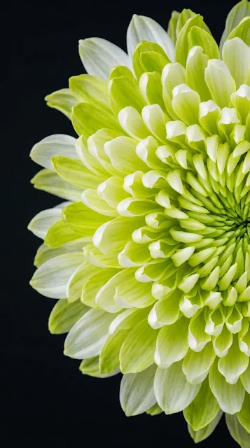 Vibrant White and Lime Green Chrysanthemum Flower Macro Shot - Free 4K & 8K mobile Wallpaper