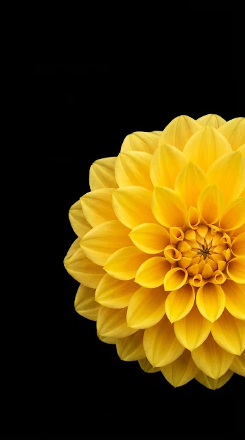 Vibrant Yellow Dahlia Close Up Macro OLED Mobile Wallpaper - Free 4K & 8K mobile Wallpaper