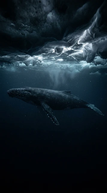 Whale Swimming Under Frozen Ocean Surface Wallpaper - Free 4K & 8K mobile Wallpaper