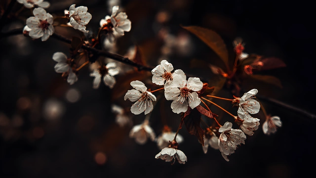 Close-up of white blooming cherry tree flowers on brown branches against a dark background.