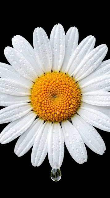 White Daisy Flower Covered in Water Droplets on Black Background - Free 4K & 8K mobile Wallpaper