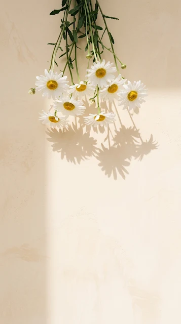 White Daisy Flowers Hanging Down with Soft Shadows on Warm Wall - Free 4K & 8K mobile Wallpaper