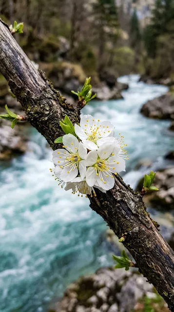 White Flowers on Branch Overlooking a Rushing River - Free 4K & 8K mobile Wallpaper