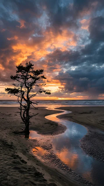 Wide Angle Landscape of a Lone Tree on a Beach at Sunset - Free mobile Wallpaper