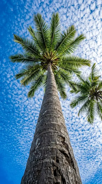 Worm's Eye View of Tall Palm Trees and Textured Clouds - Free 4K & 8K mobile Wallpaper